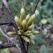 Tillandsia minutiflora - Photo (c) Carlos Schmidtutz, some rights reserved (CC BY-NC), uploaded by Carlos Schmidtutz