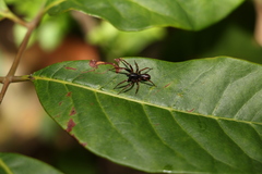 Battalus wallum