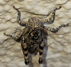 Phaulotettix eurycercus