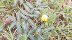 Neptunia pubescens