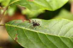 Battalus wallum