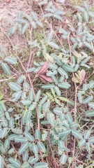 Neptunia pubescens