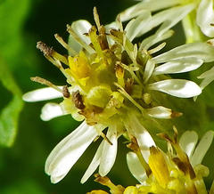 Microglossa mespilifolia