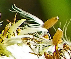 Microglossa mespilifolia