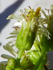 Microglossa mespilifolia