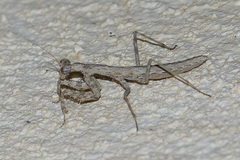 Bolivaria brachyptera