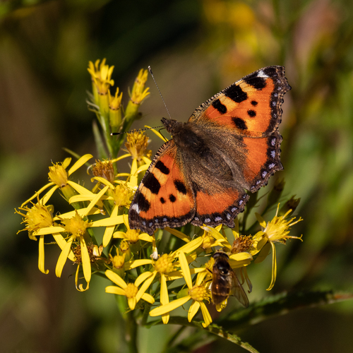 Small tortoiseshell