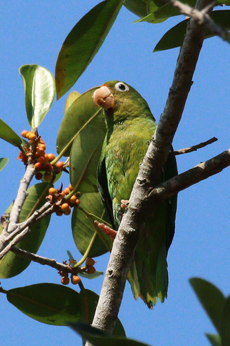 Golden-winged Parakeet