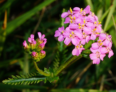 Achillea aspleniifolia