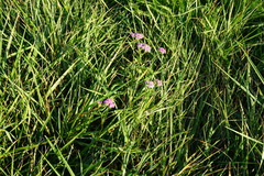 Achillea aspleniifolia