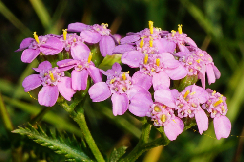 Achillea aspleniifolia (Achillea aspleniifolia)