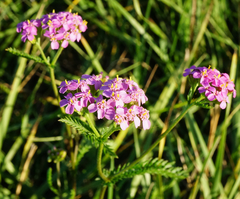 Achillea aspleniifolia