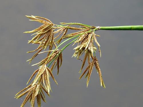 Jointed Flatsedge