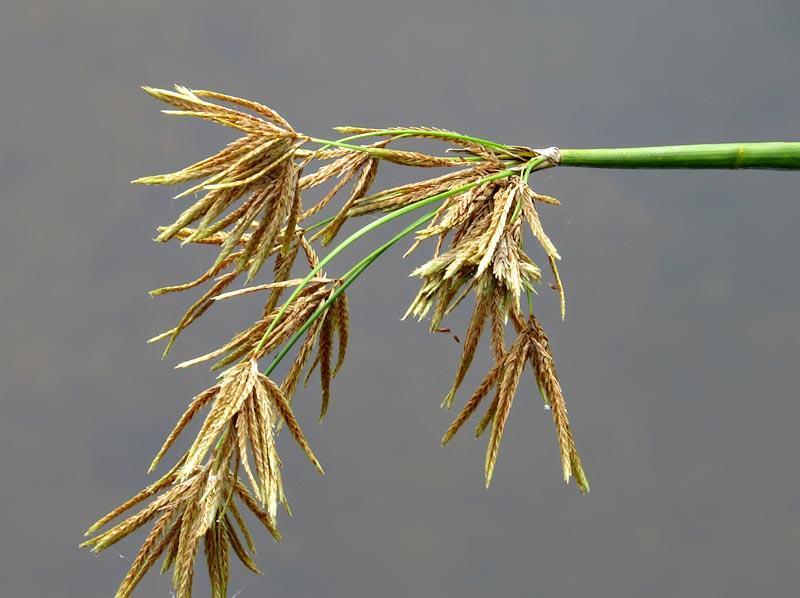 Cyperus articulatus