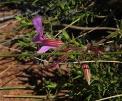 Pelargonium multicaule