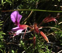 Pelargonium multicaule