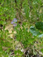 Lythrum ovalifolium