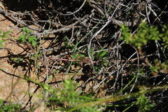 Pelargonium multicaule