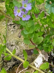 Lythrum ovalifolium