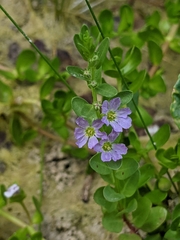 Lythrum ovalifolium