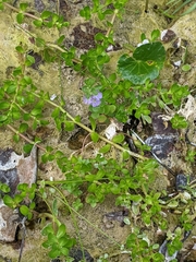 Lythrum ovalifolium