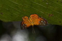 Echenais thelephus