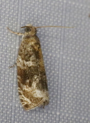 Olethreutes appendiceum