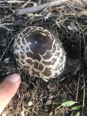 Chlorophyllum brunneum