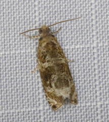 Olethreutes appendiceum