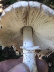 Chlorophyllum brunneum