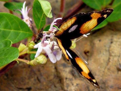 Vitex harveyana image