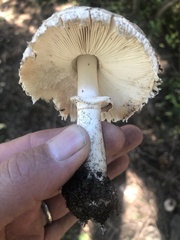 Chlorophyllum brunneum