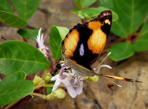 Vitex harveyana image