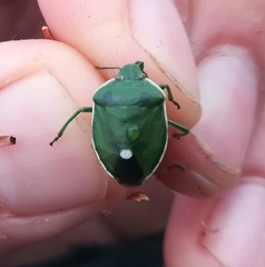 Chlorochroa juniperina