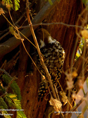 Leiopicus mahrattensis