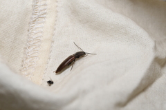 Acteniceromorphus volitans