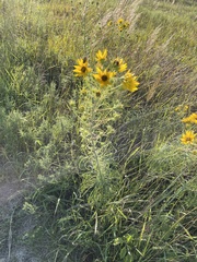 Helianthus salicifolius