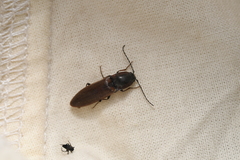 Acteniceromorphus volitans