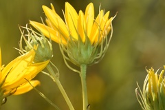 Helianthus salicifolius