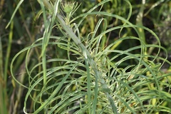 Helianthus salicifolius