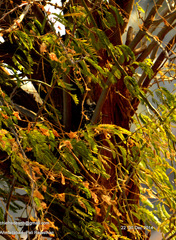 Leiopicus mahrattensis