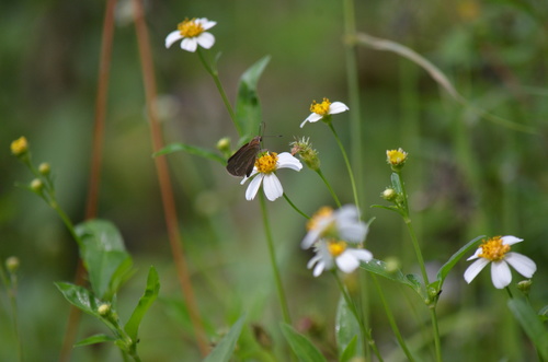 Three-spotted Skipper