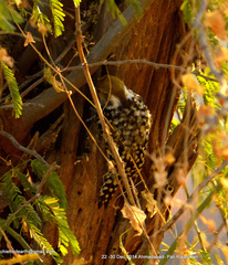 Leiopicus mahrattensis