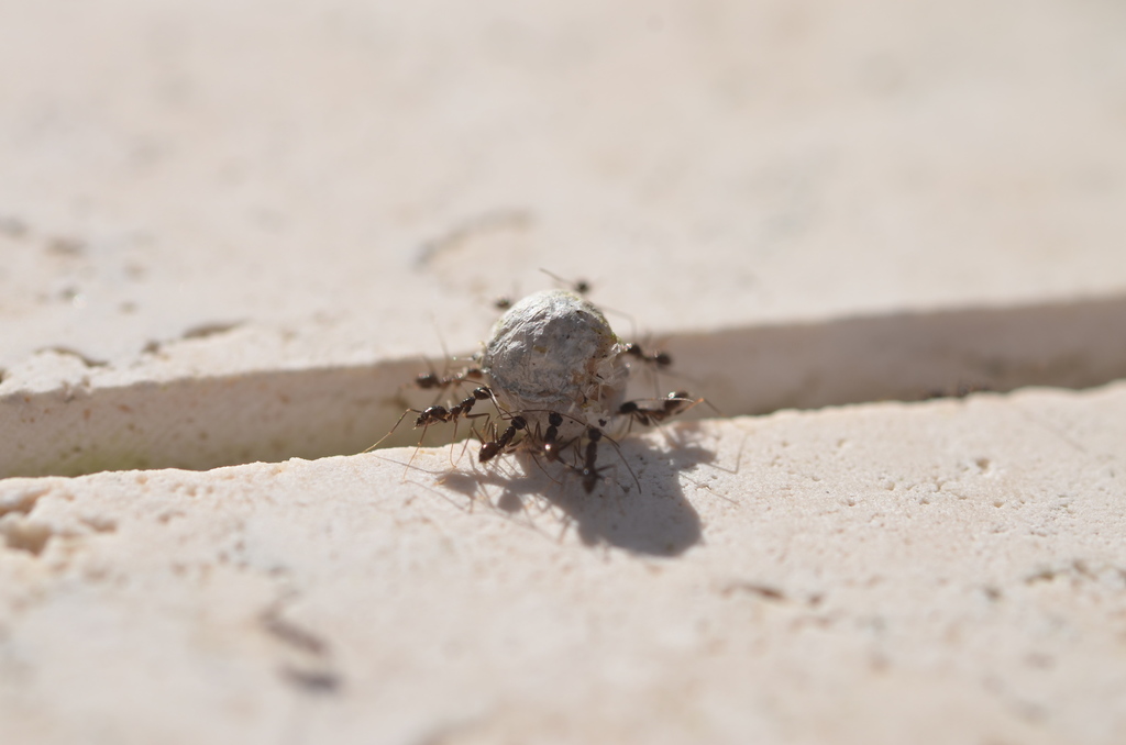Longhorn crazy ant (Paratrechina longicornis)