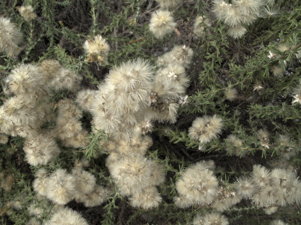 California Goldenbush (Shrubs of UCSC FONR) · iNaturalist