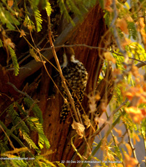 Leiopicus mahrattensis