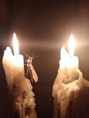 Mantodea