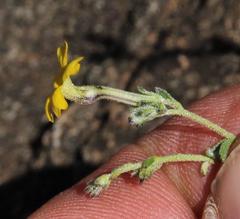 Jamesbrittenia zuurbergensis