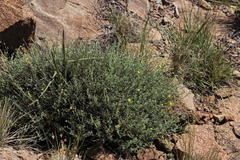 Jamesbrittenia zuurbergensis