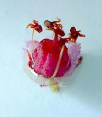 Erica hirtiflora hirtiflora